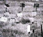 palestinian martyres in digital israeli cementry