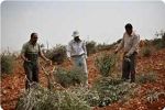 Jewish settlers chop down more than one hundred olive trees
